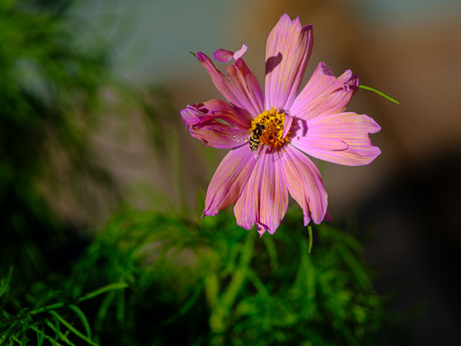 DSCF2346.jpg