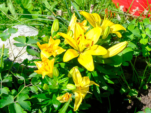 DSCF2507.jpg