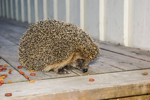 Albúm eftir árum
 Hero