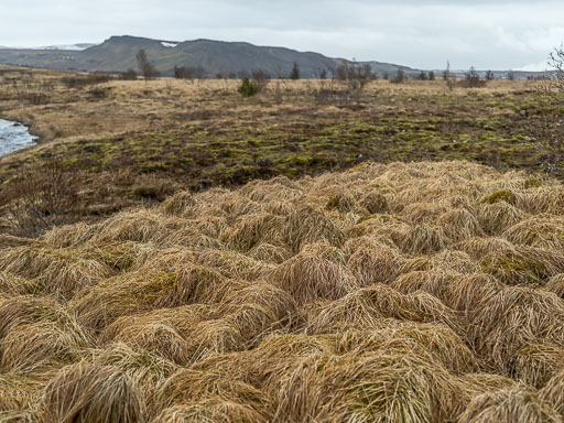 Gengið um grundir 31. Mars 2025
 Hero